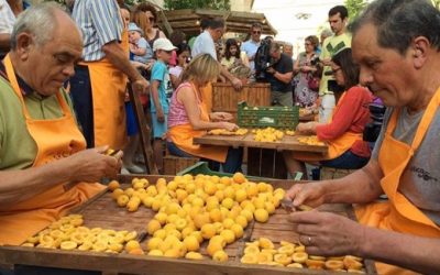 9th of June – Apricot Festival in Porreres